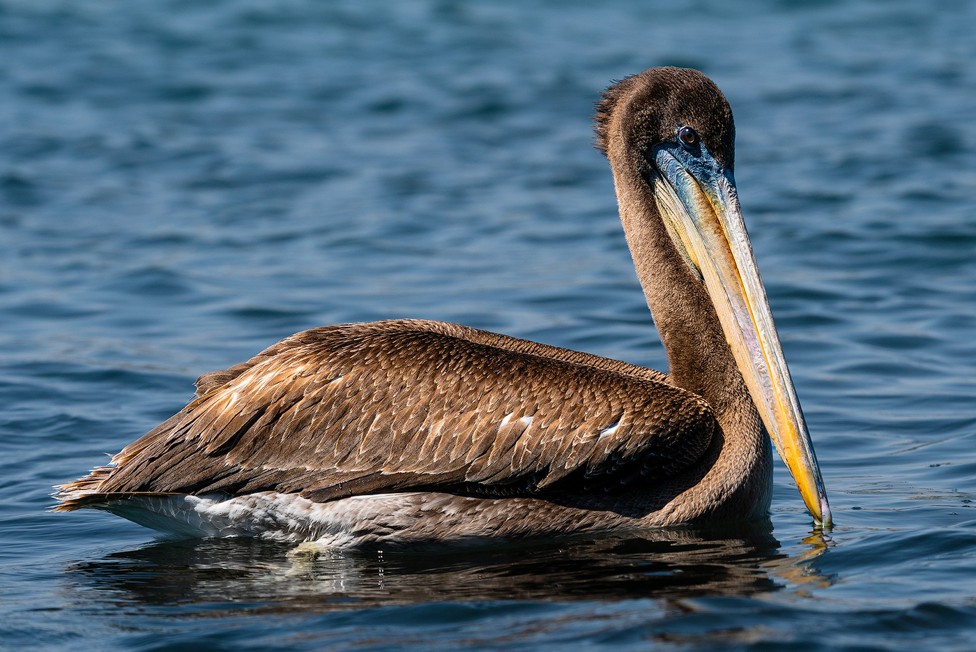 animal bird chile Nature natureza pelicans Photography  portrait tiere vogel