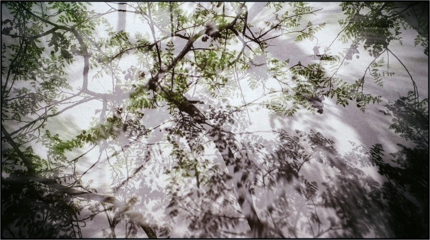 double exposure forest Nature Overlay wood
