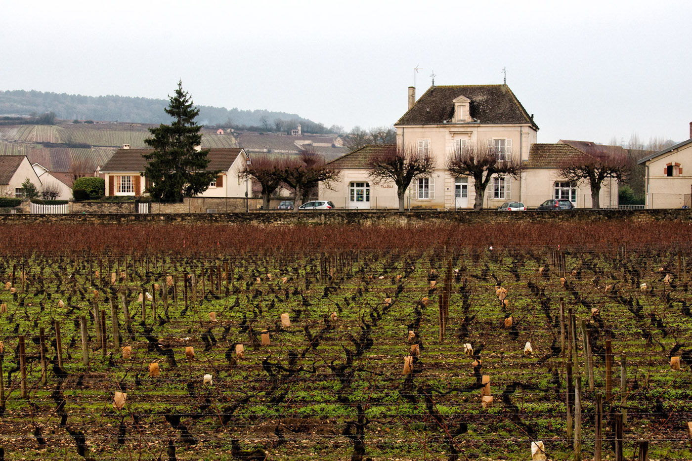 Bourgogne burgundy mersault photojournalism  winter
