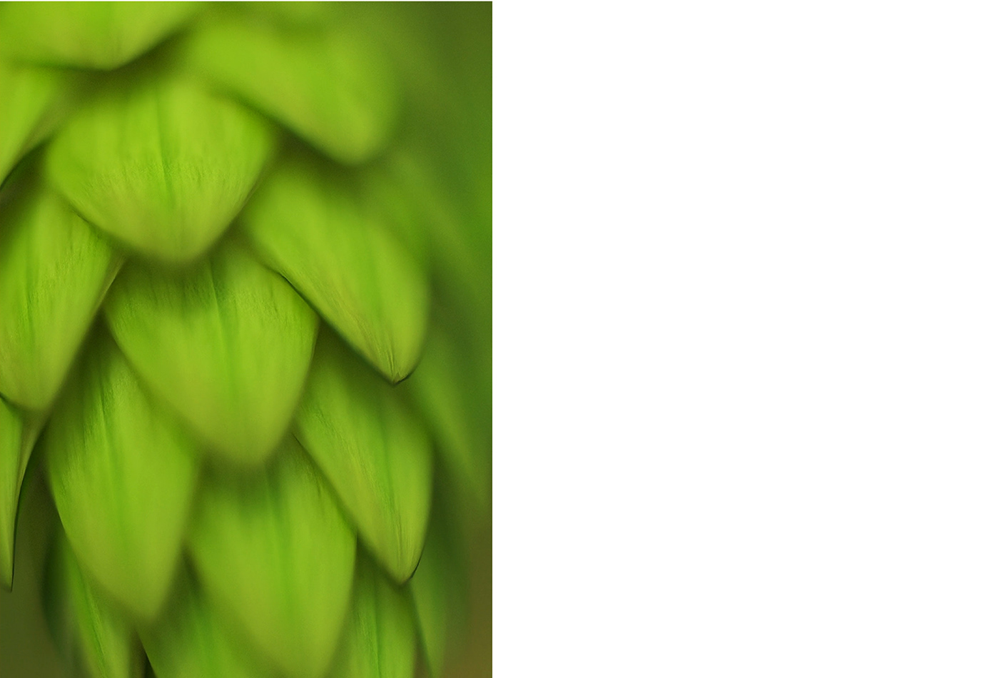 close up shot of hops with blurred depth of field