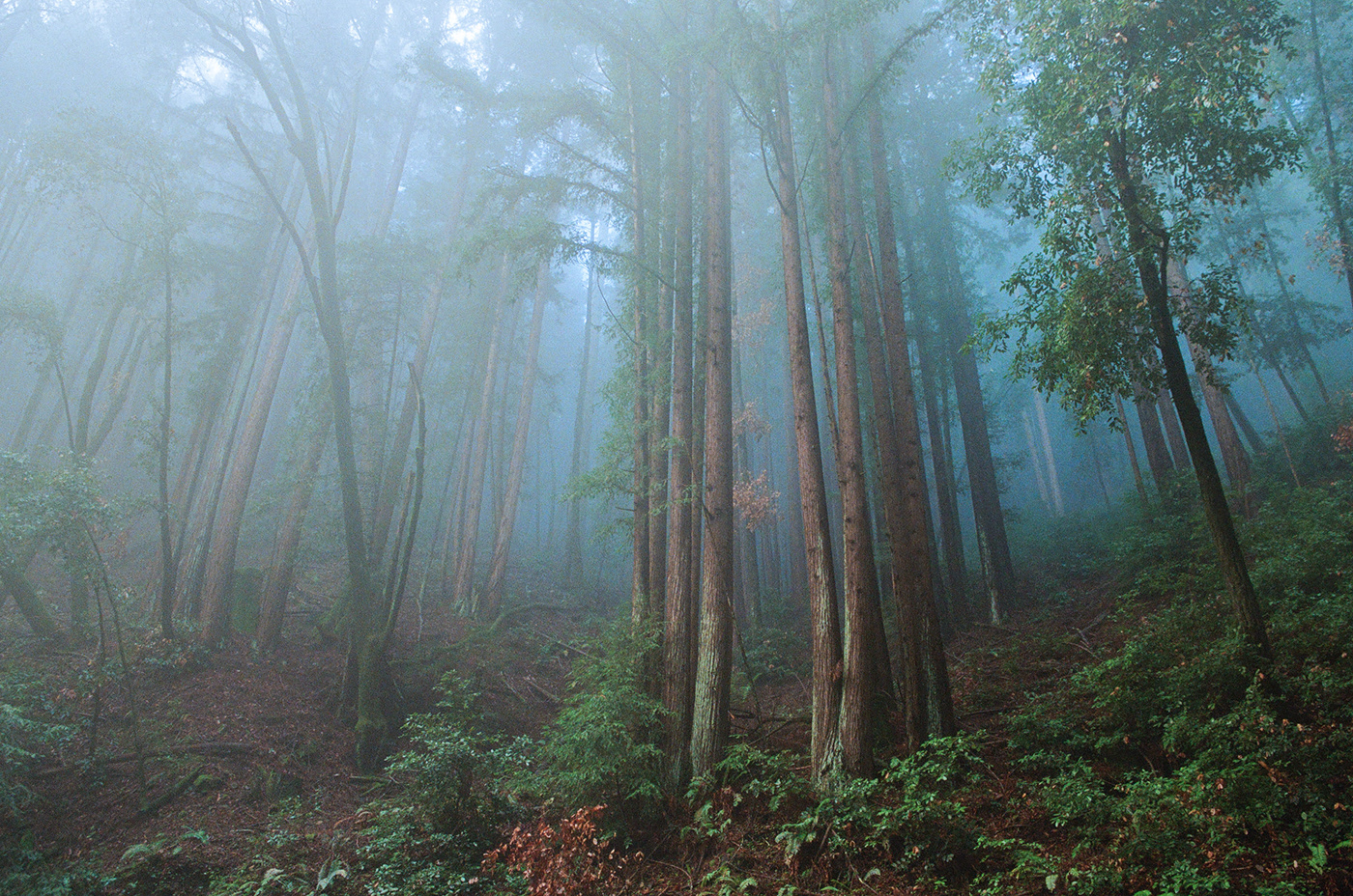 redwoods shrouded in blue mist
