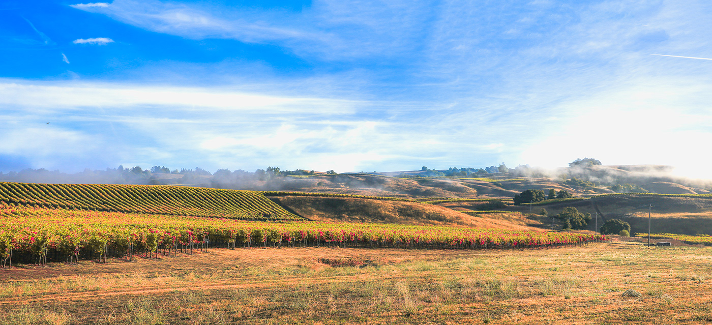 Vineyards Fall Canon Photography wild outside fall color Sonoma County wine country wineries