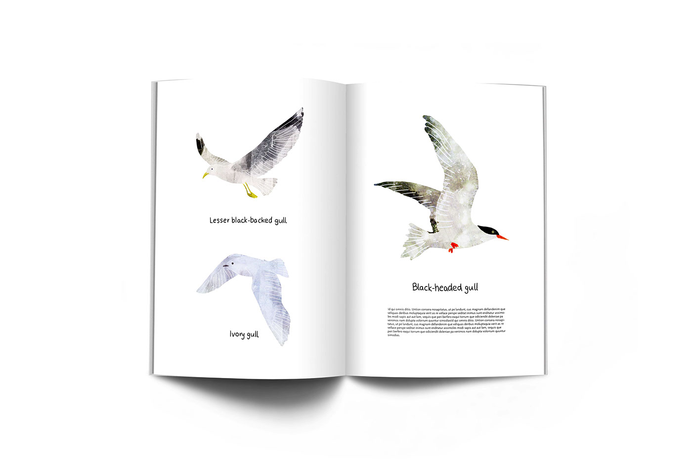 bookillustration NonFiction birds Nature