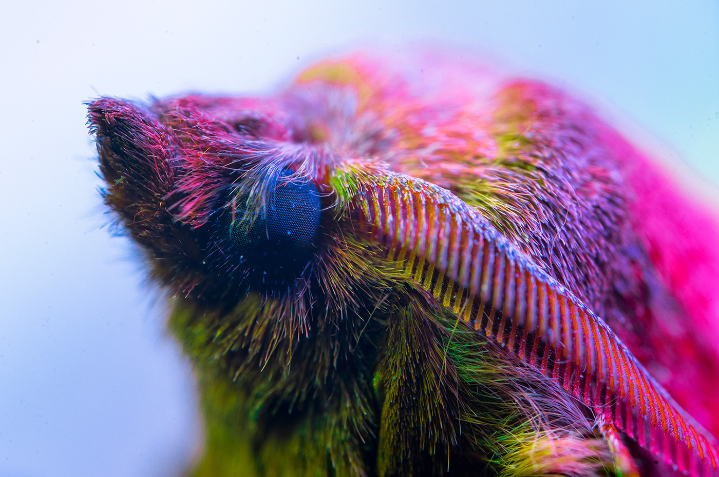 acid Beautiful colorful cute Insects macro microworld   moth Nature neon