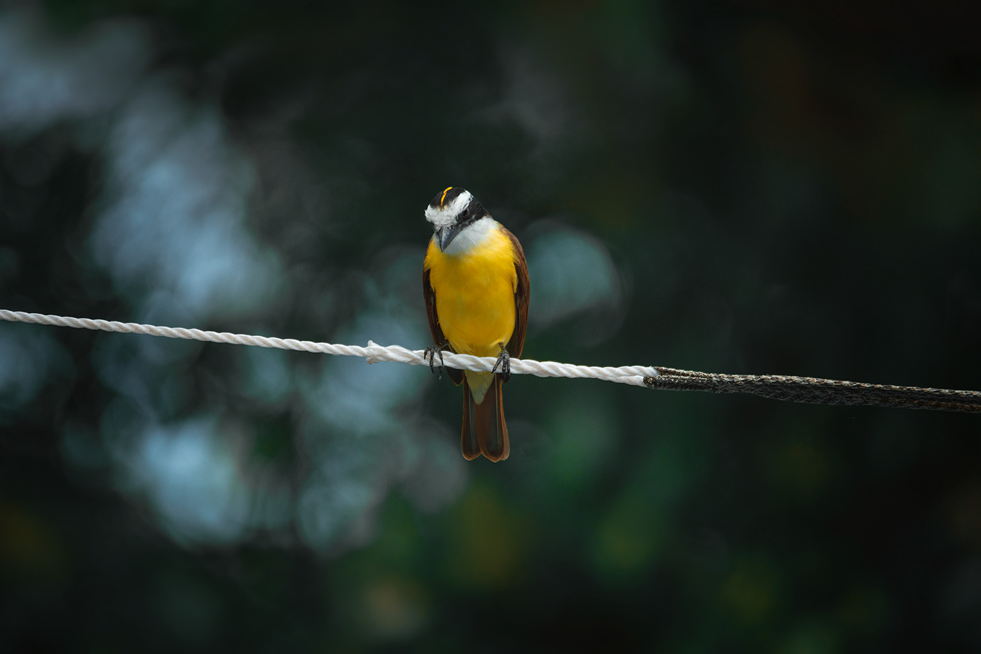 aves baja california sur birds birds photography mexico Nature Travel