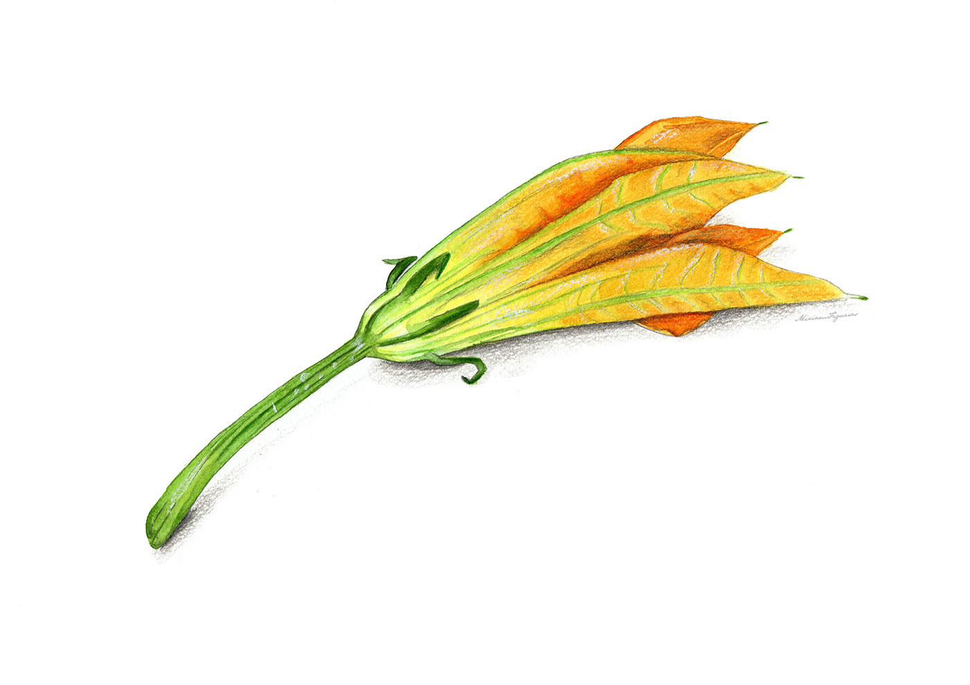 food illustration Food  ilustración gastronómica courgette calabacín zucchini botanical art