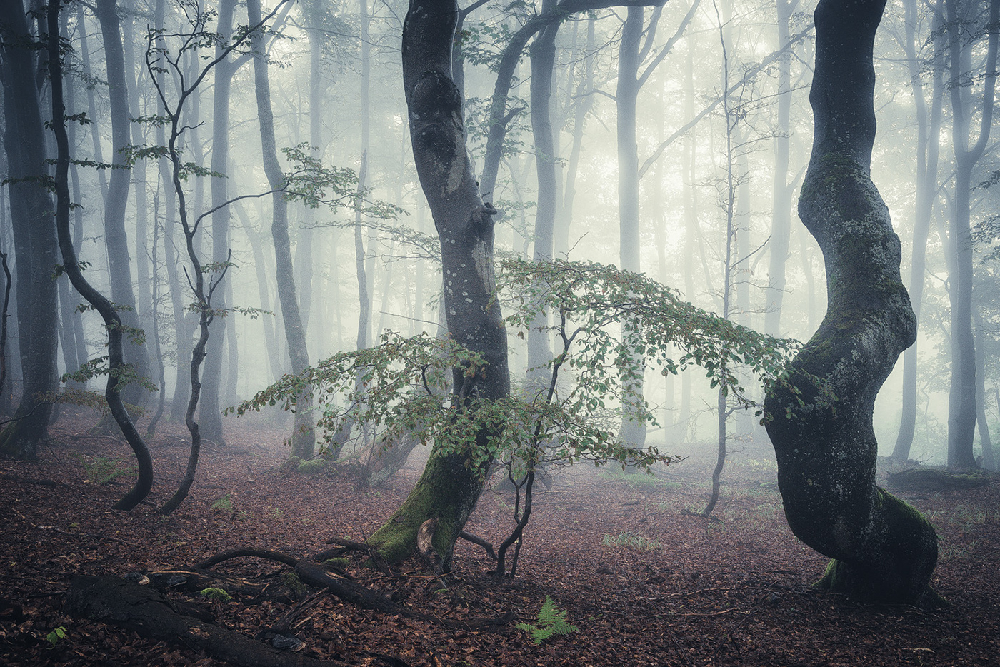 forest wood trees fog mist mood Rhoen germany Landscape