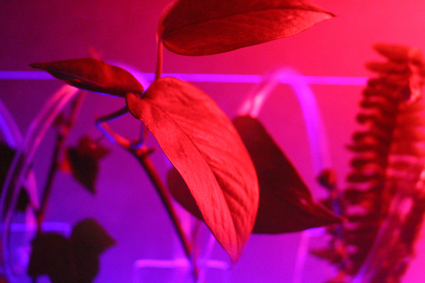 installation interactive biofeedback vaporwave neon light plants Nature Digital Art 