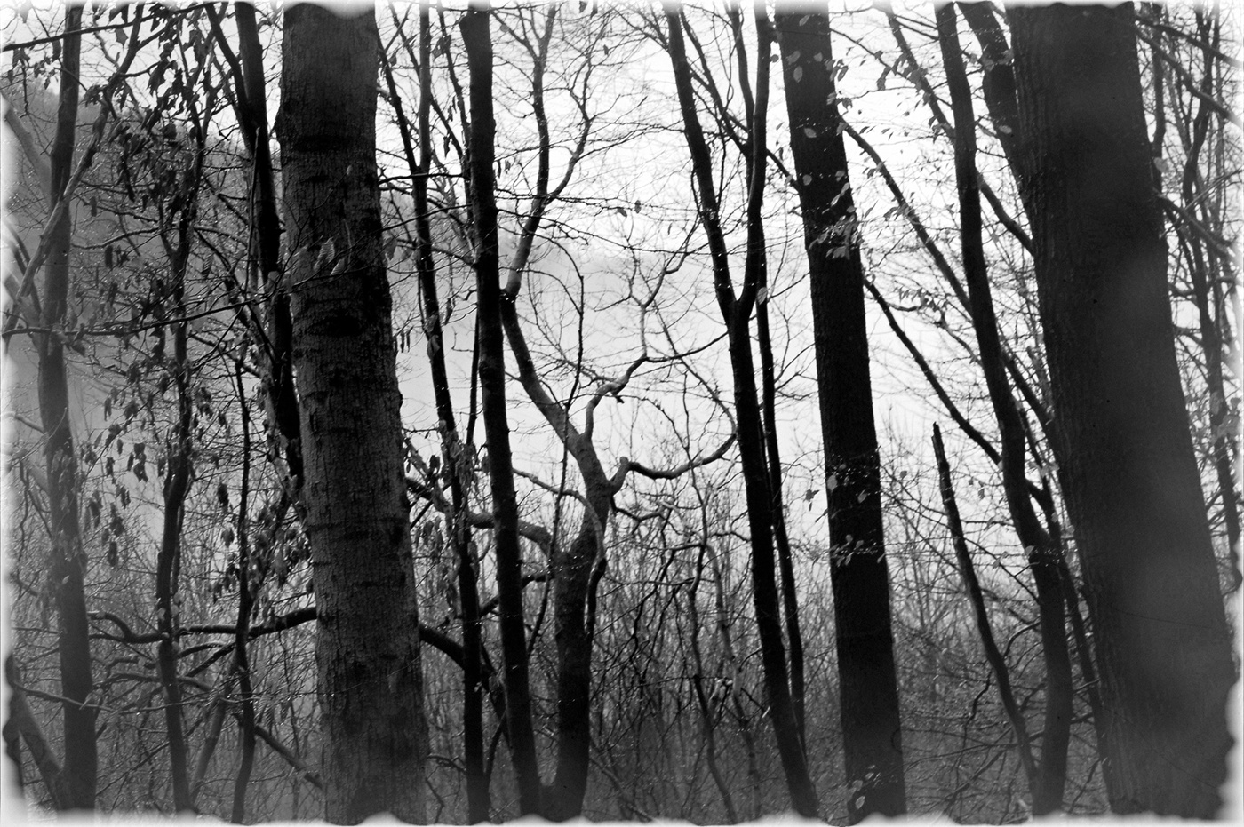 forest fog statues trees November dark