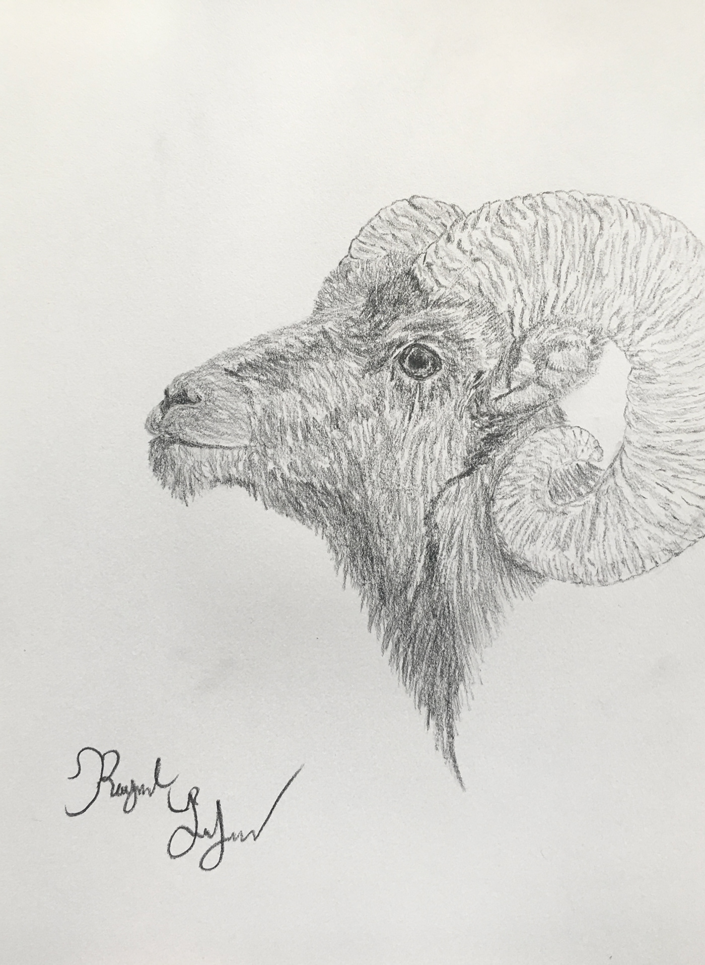 bighorn Bighorn Sheep Drawing  ram