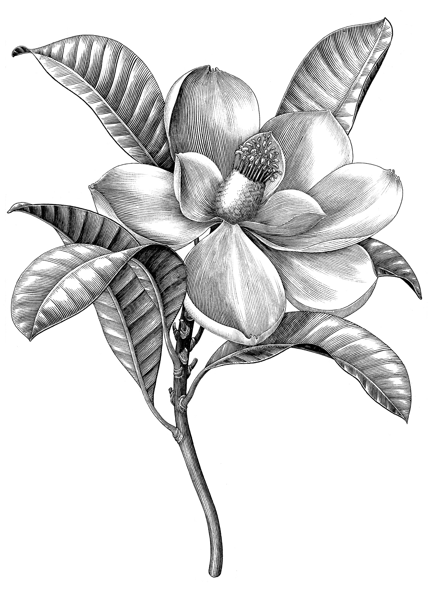 magnolia flower engraving vintage ink ILLUSTRATION  draw