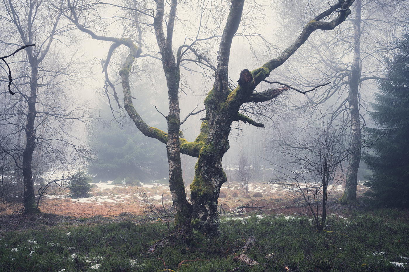 Landscape Nature Photography  Treescape fog mist marsh moor birch Moorland