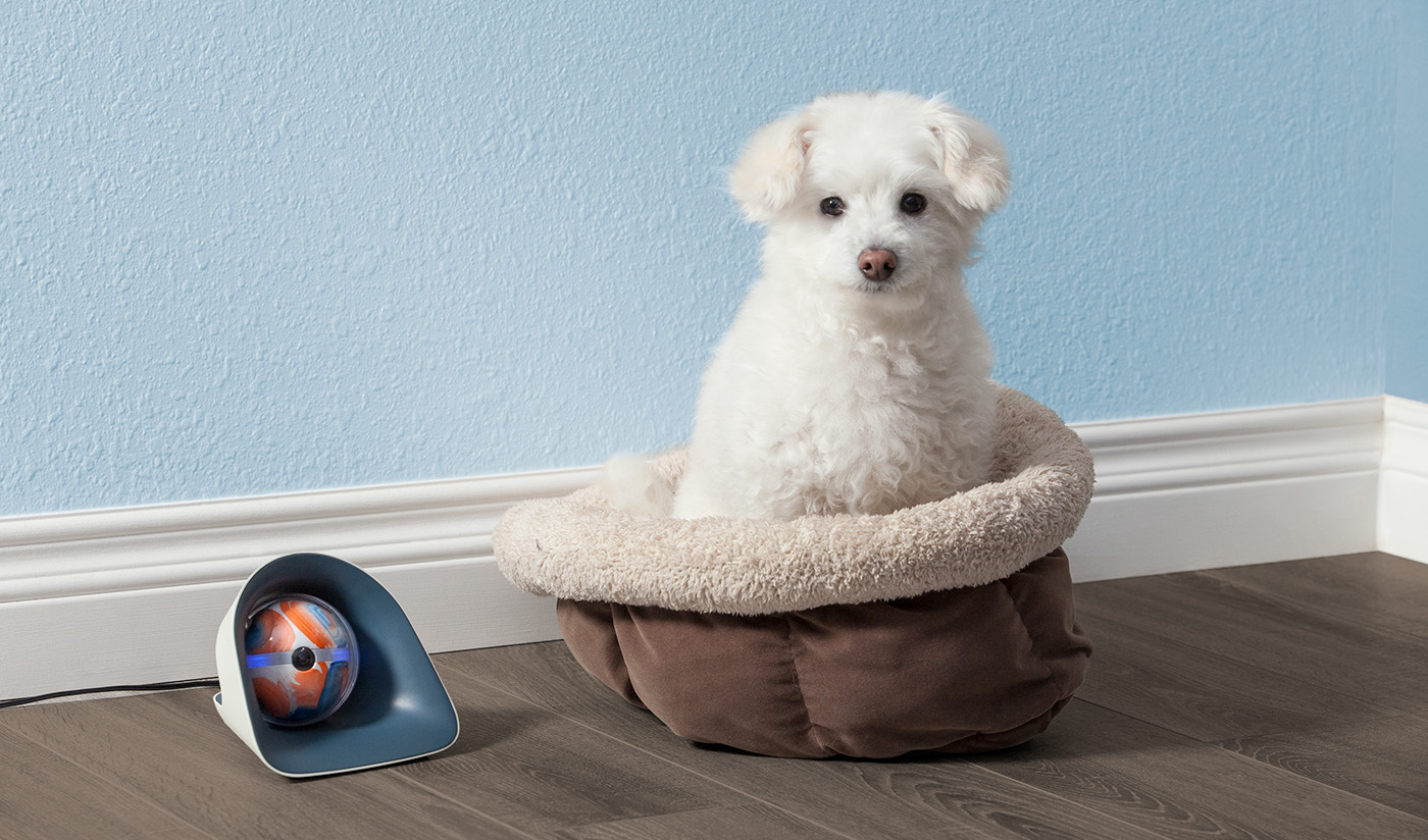 Pet robot Autonomous lifestyle Wearable Monitoring Smart