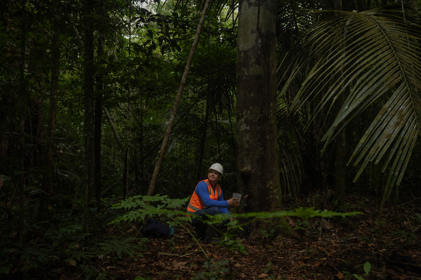 Amazon Amazon Product rainforest people climate change environment global warming Reforestation forest Sustainability