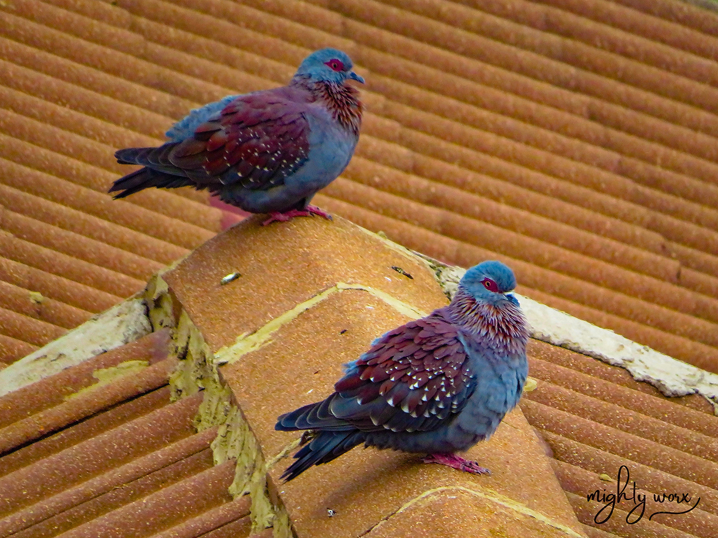 pigeon Perch birds