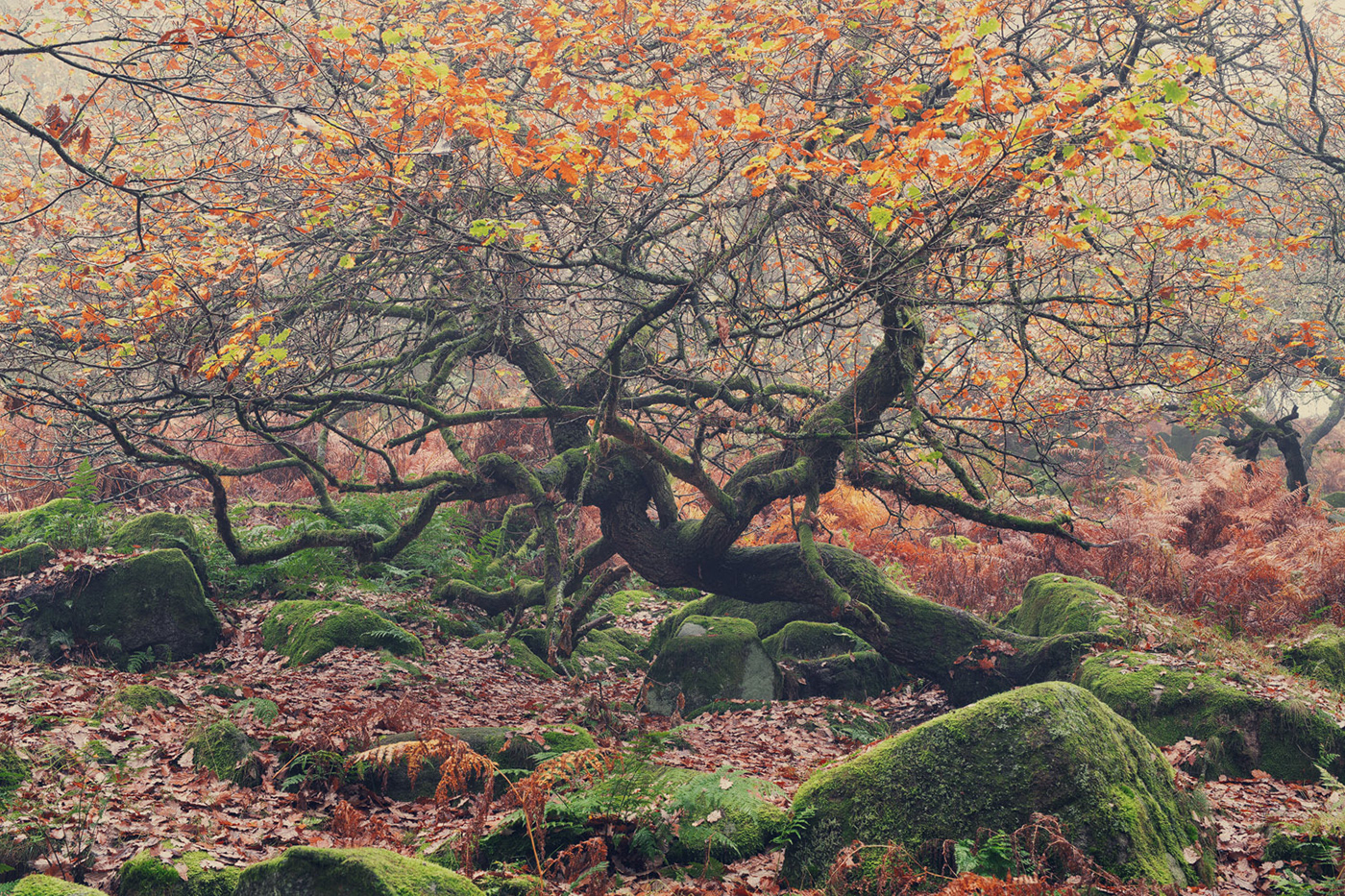 autumn curved gnarled  Grove Landscape mist Nature oak Tree  Treescape