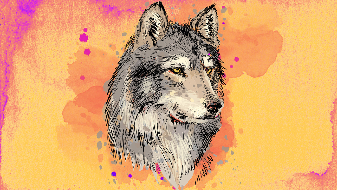 ILLUSTRATION  Graphic Designer background backgrounds background design walpaper walpapers wolf Walpaper design wolfs