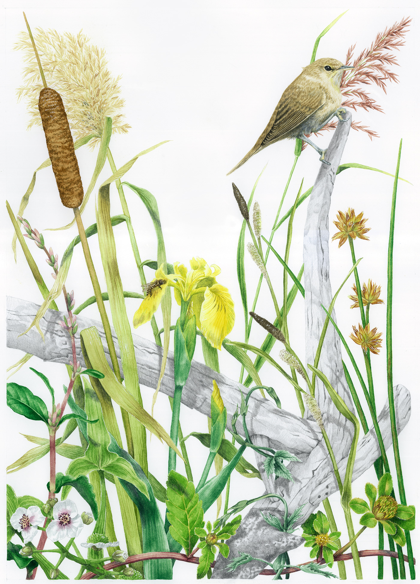 acquerello ambiente arte botanica disegno editoria illustrazione natura pittura