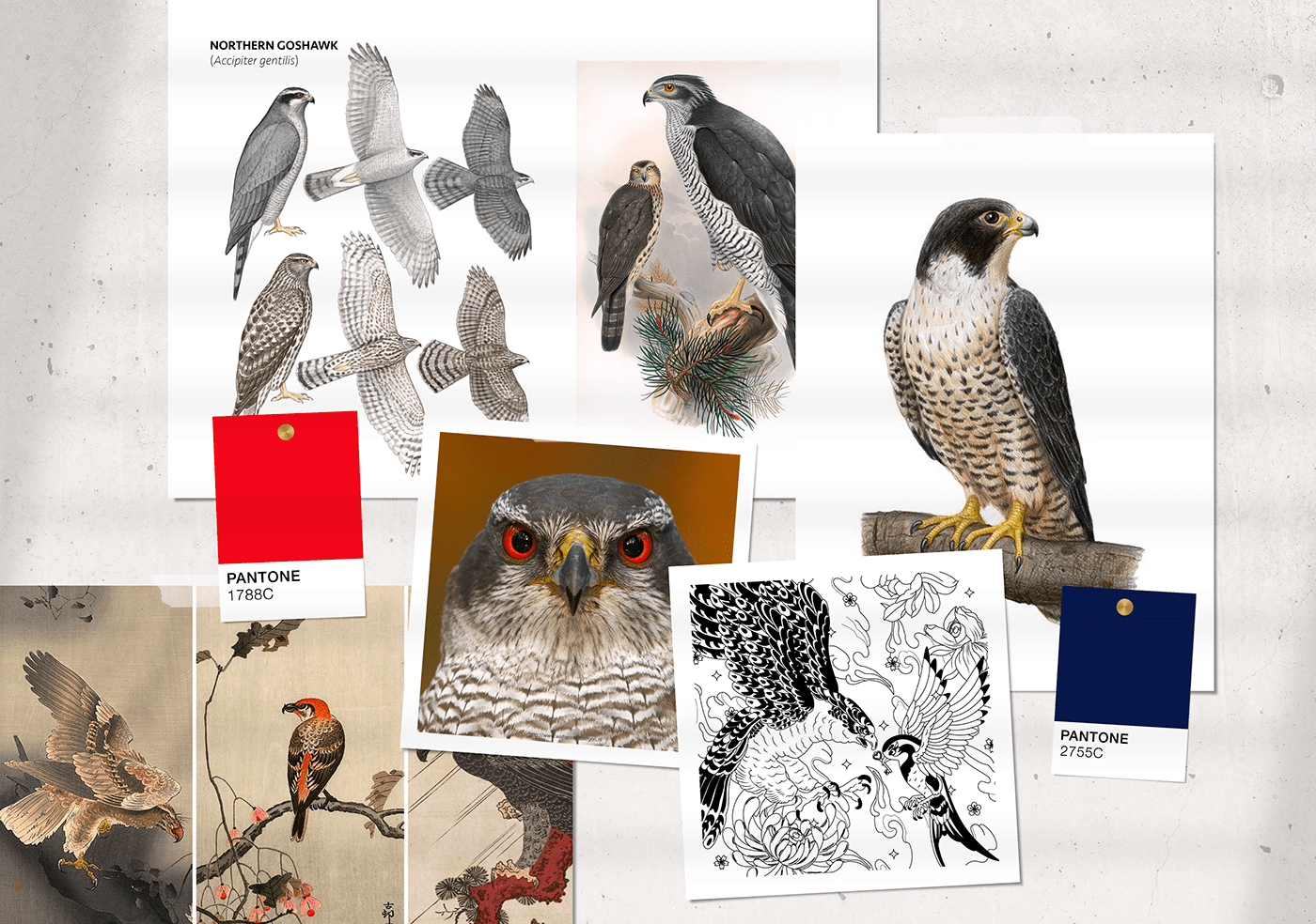 adobe illustrator birds Digital Art  digital illustration Drawing  Graphic Designer vector