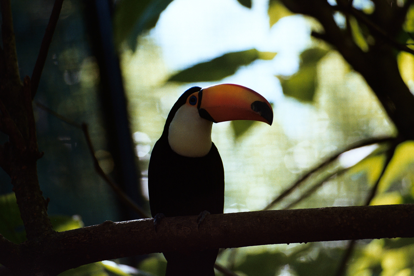 bird animal Nature portrait Film   35mm analog kodak Nikon Landscape