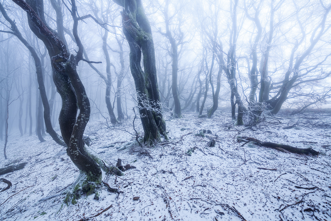 Beech coldness enchanted fangorn fog forest frozen secret trees wood