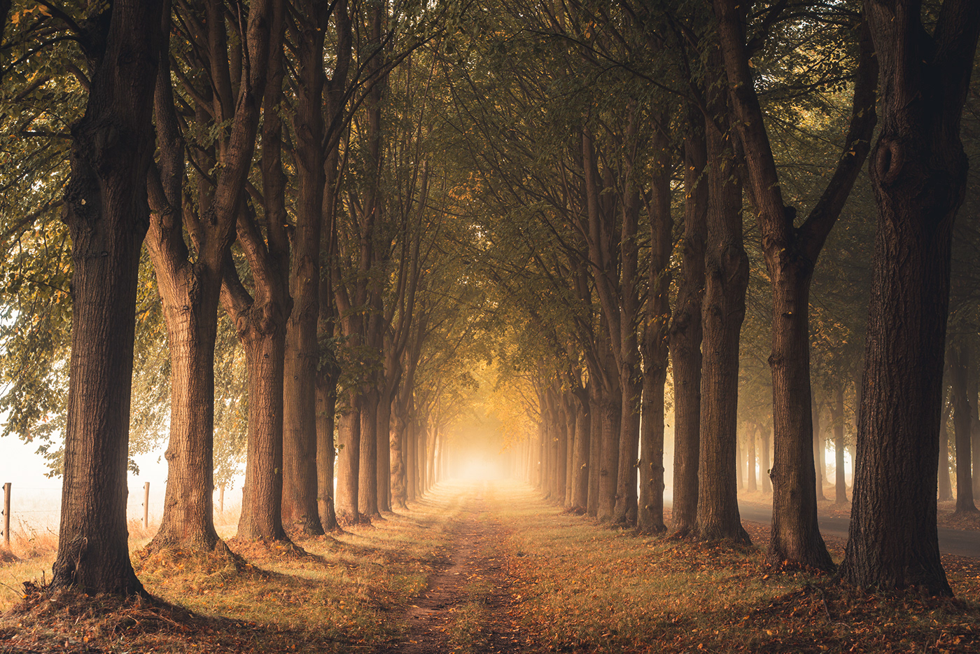 Alley of linden trees in morning fog in autumn