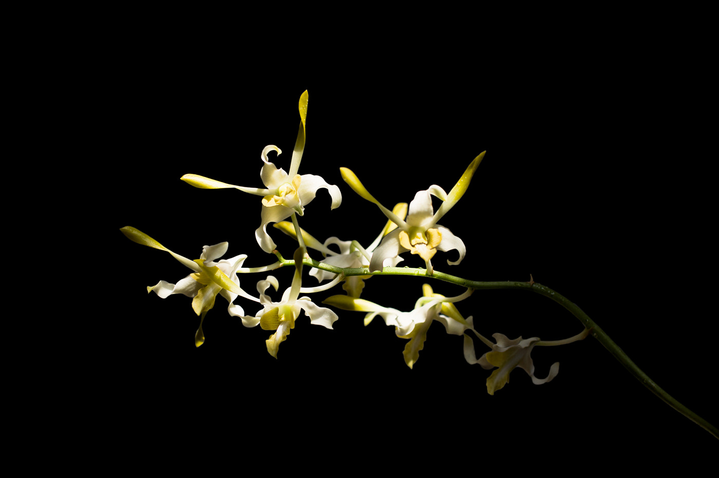 orchid sunlight natural Flowers black ray