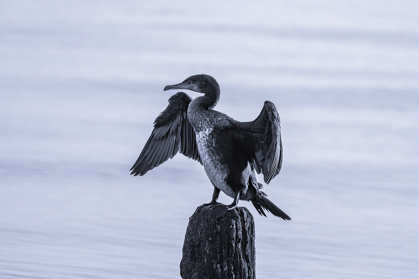 cormorant bird animal fotografie Photography 
