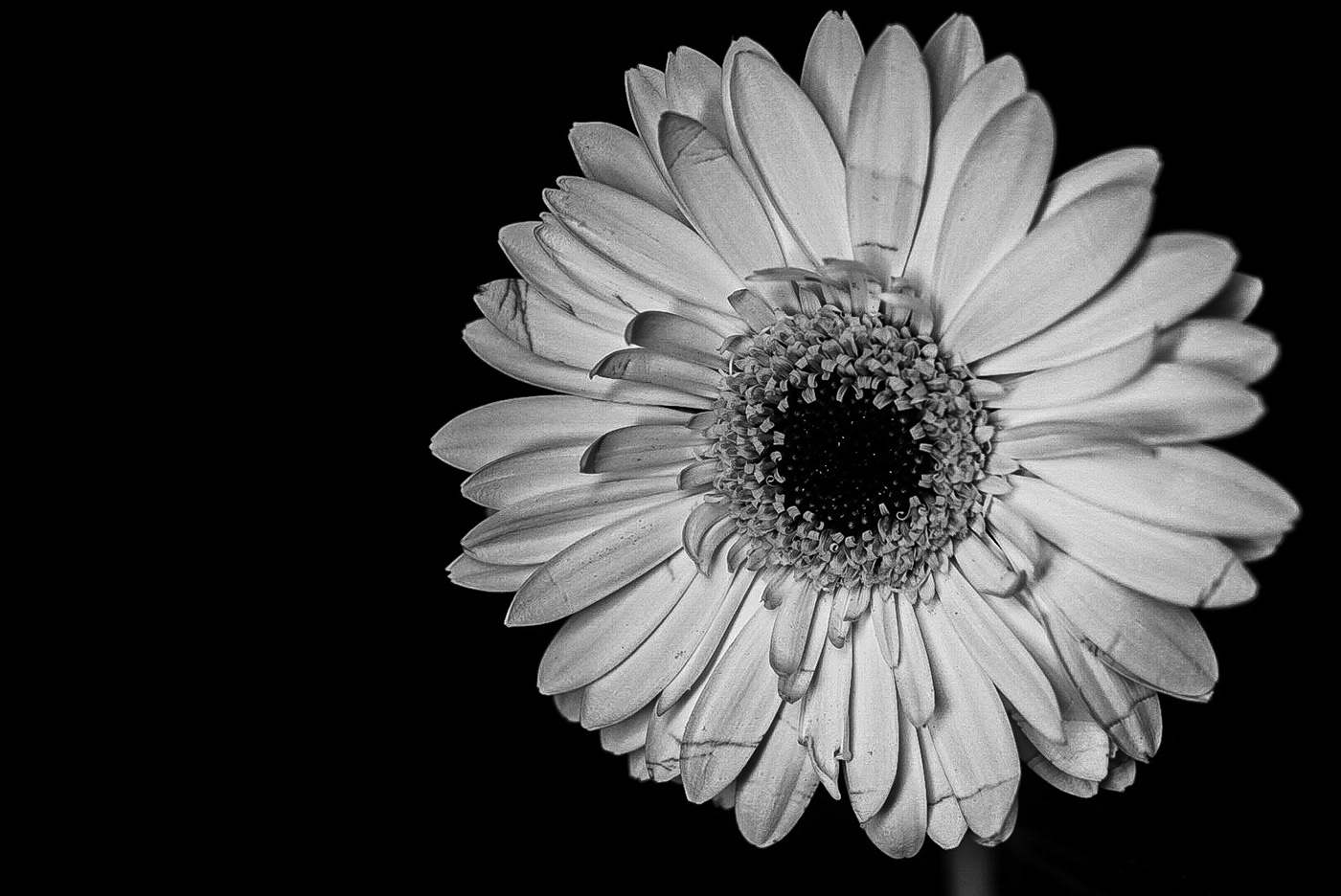 blackandwhite flower macro Photography  sony alpha
