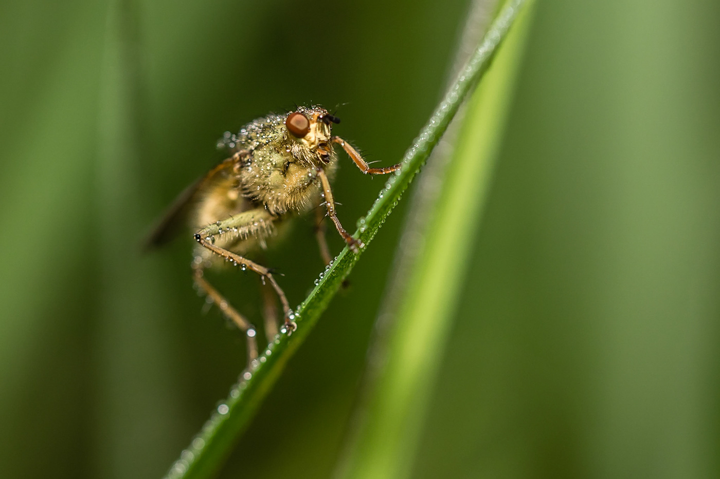 beetle insect insectphotography macro macrophotography Nature naturephotography spider mosquitoes