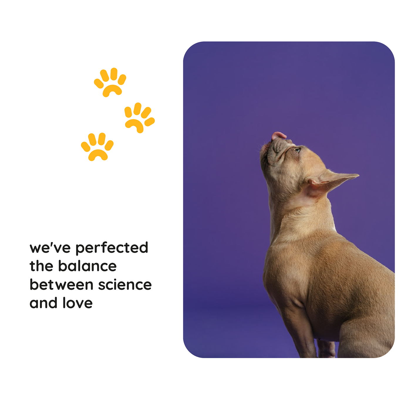identity Packaging pets veterinary visual identity