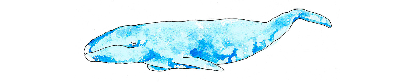 ILLUSTRATION  painting   sea watercolor Whale