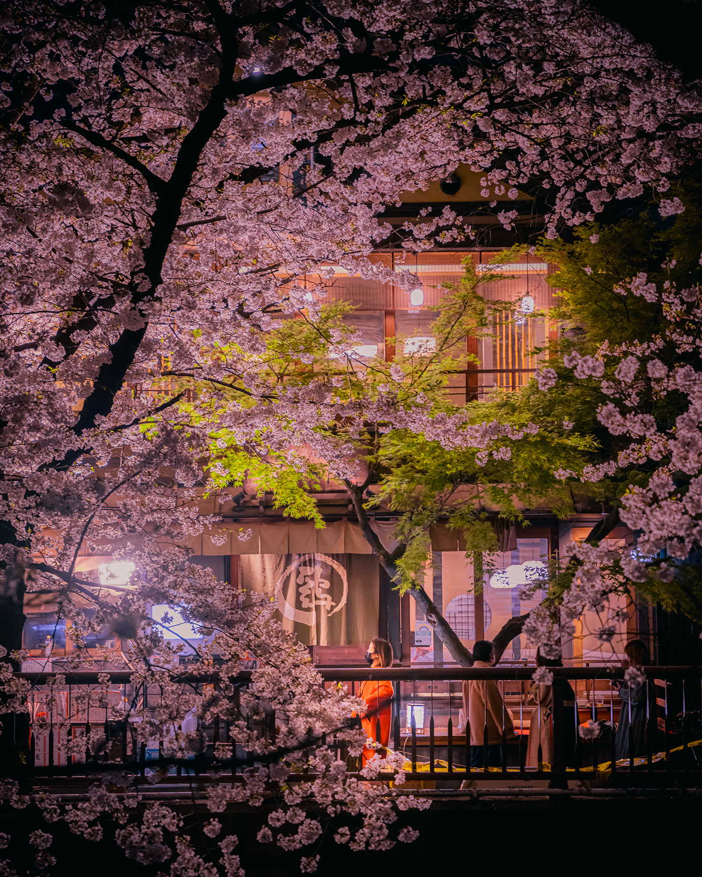 Cherry Blossom city japan lightroom night Photography  spring Street tokyo Urban