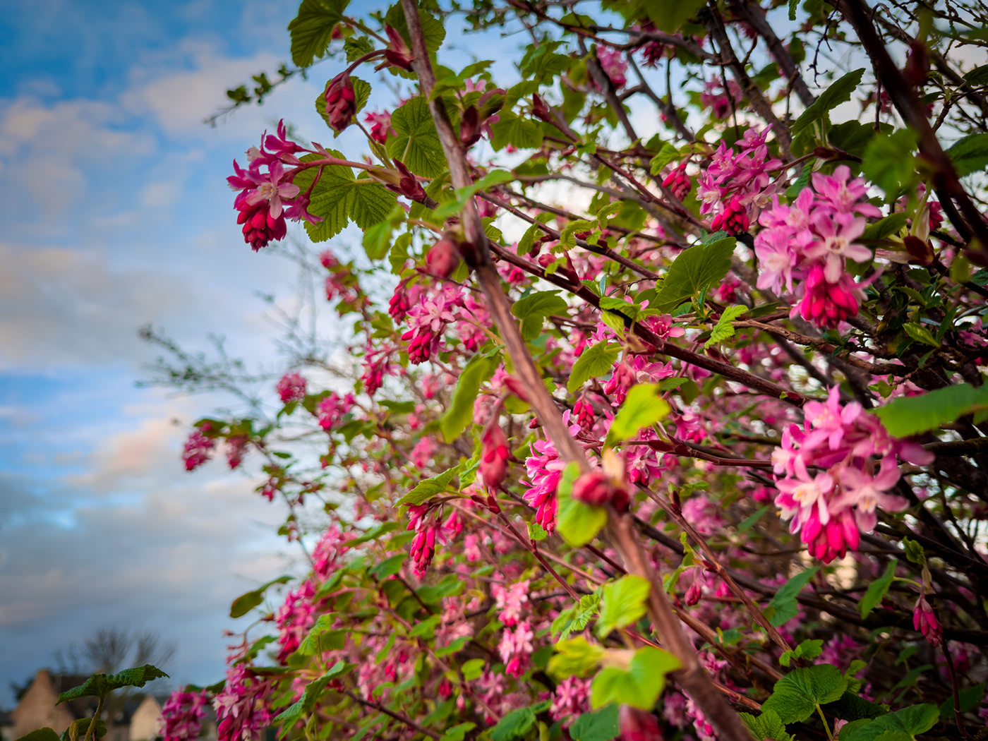 spring blossom Flowers march Photography  lightroom beauty Nature france Landscape