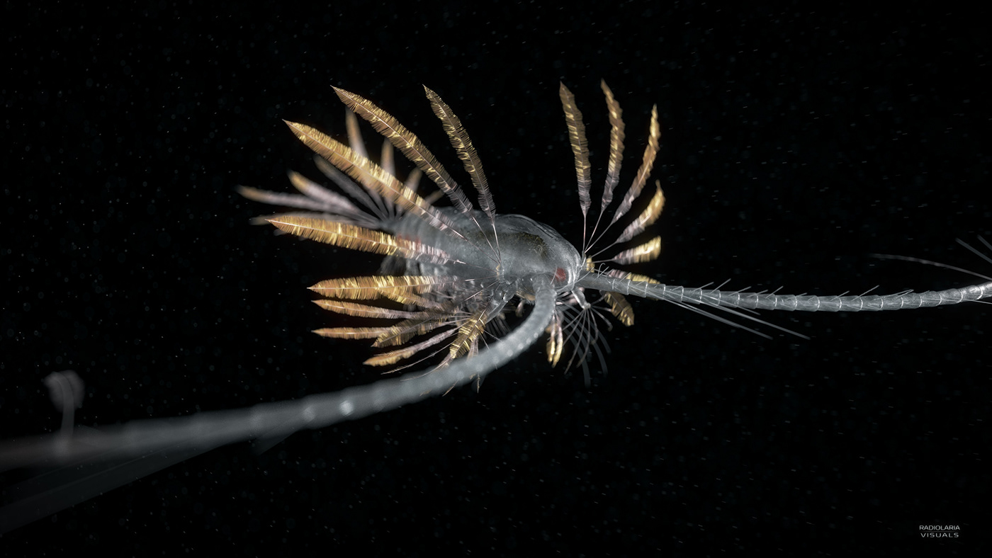 marine life marine biology animation  science short film CGI plankton Ocean biology underwater