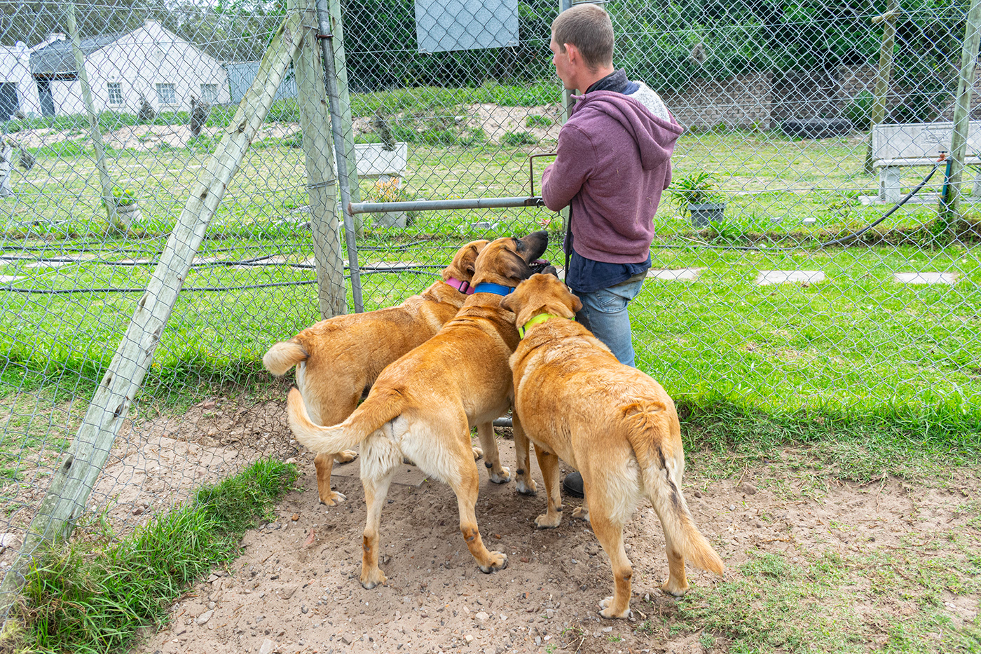 animal welfare animal welfare society Documentary  Documentary Photography dogs