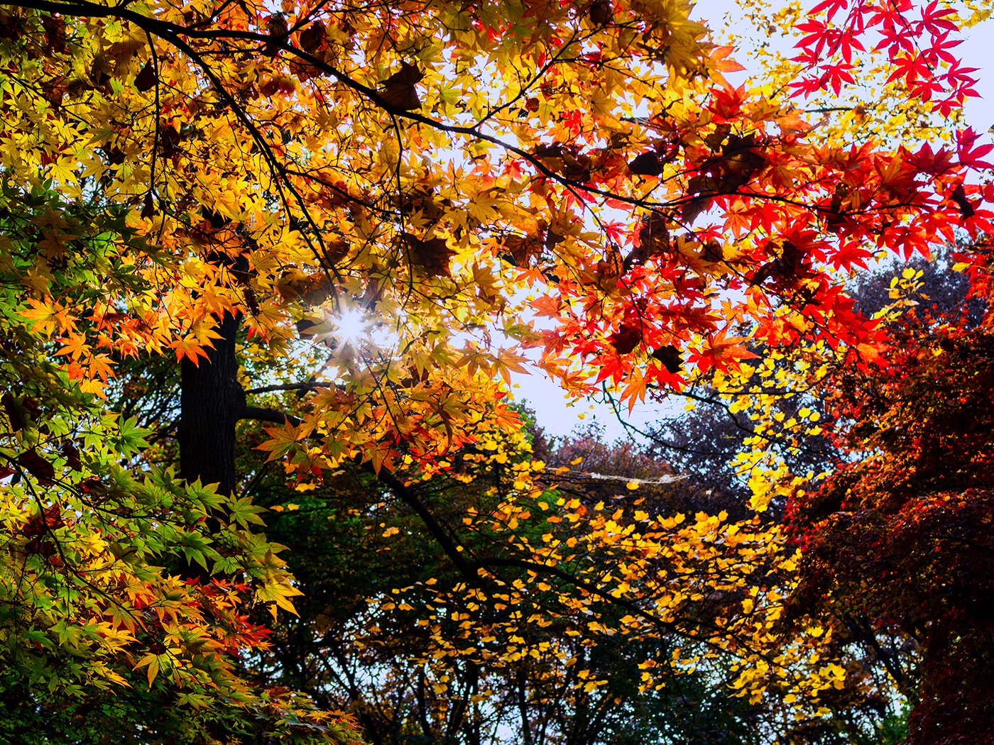 autumn Nature Photography 