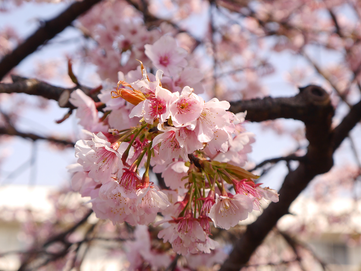 flower cherry blossoms pink spring bird