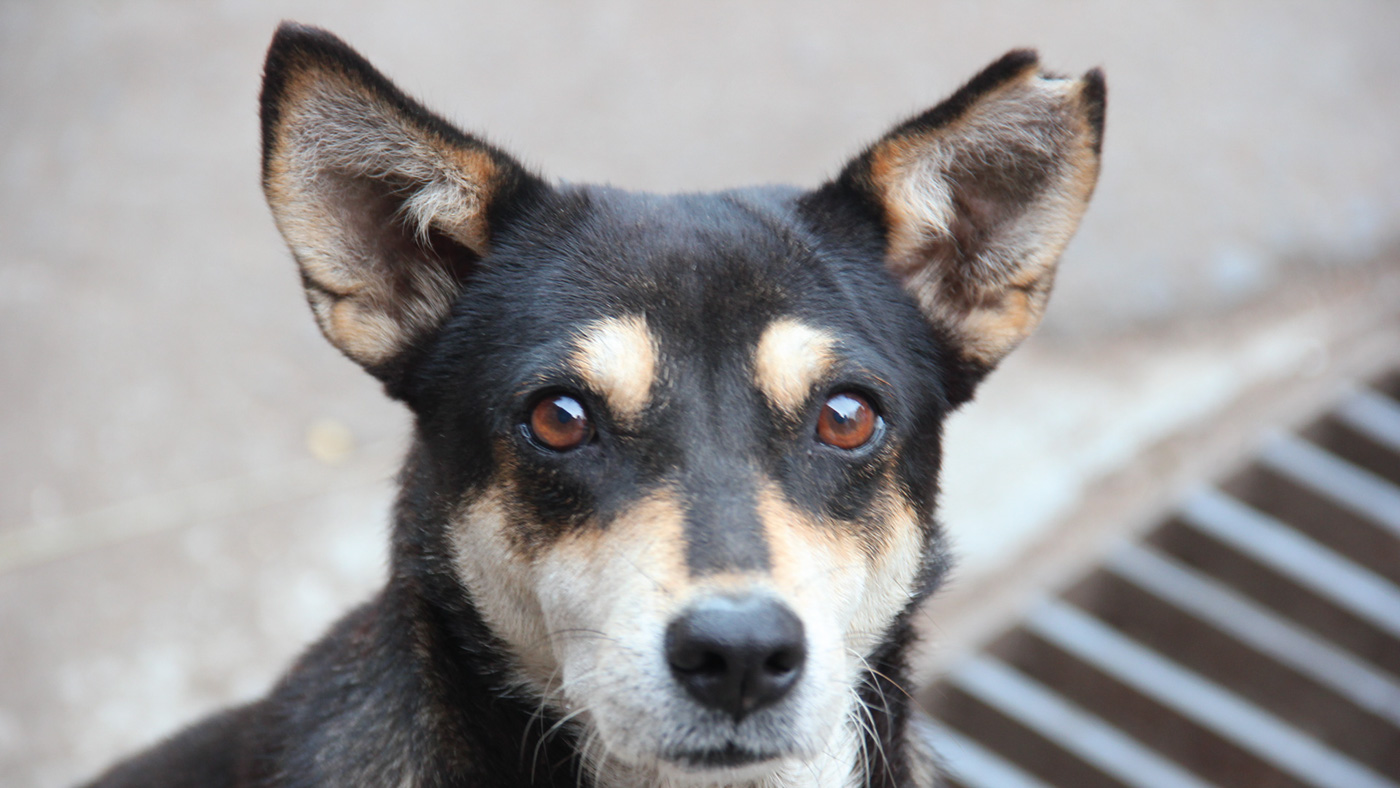 stray dog sterilization spay neuter MUMBAI volunteer