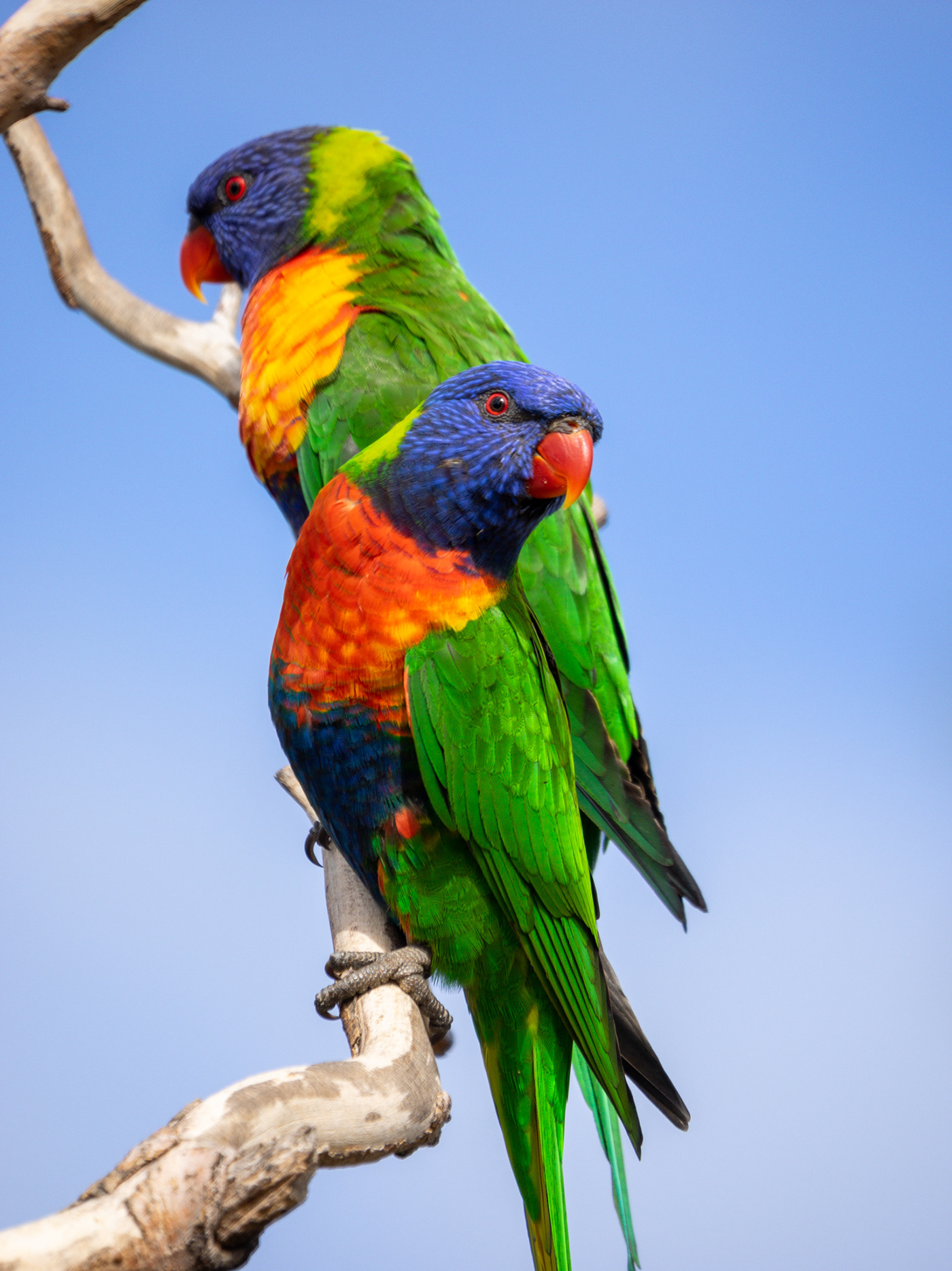 Australia australia birdlife bird Nature Photography  wildlife