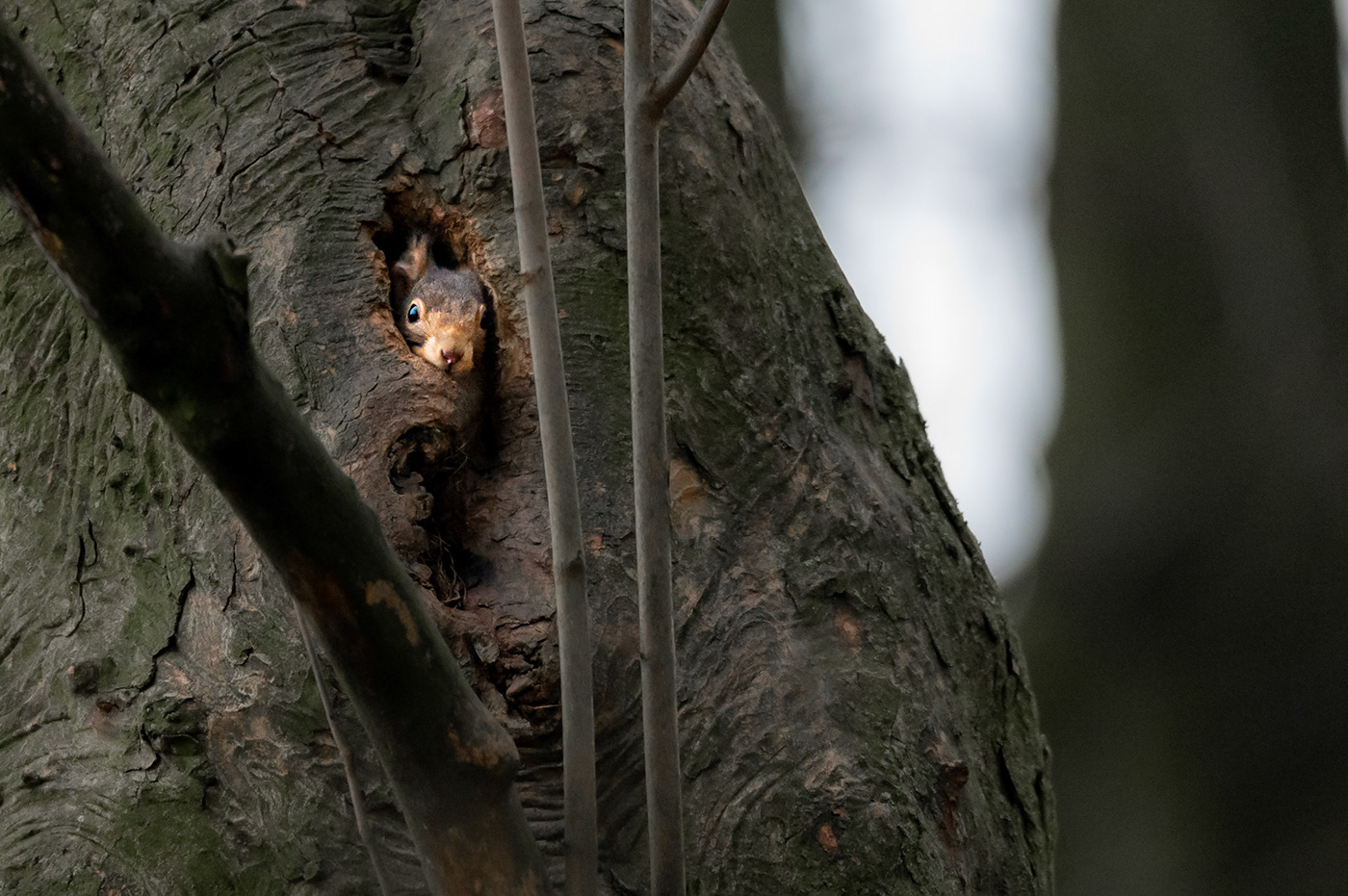 Nature Nikon squirrel wildlife