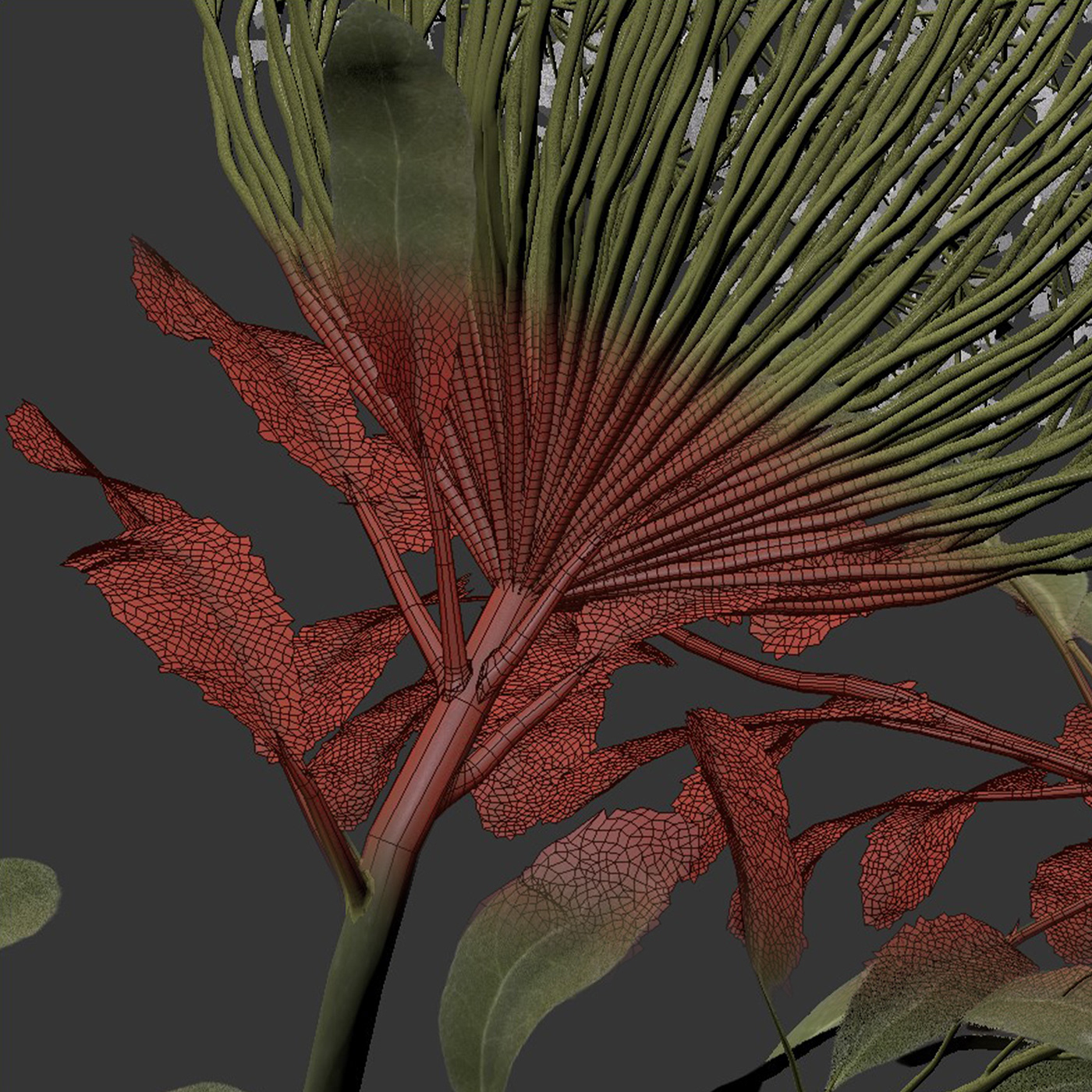 Bouquet 3D modeling plants