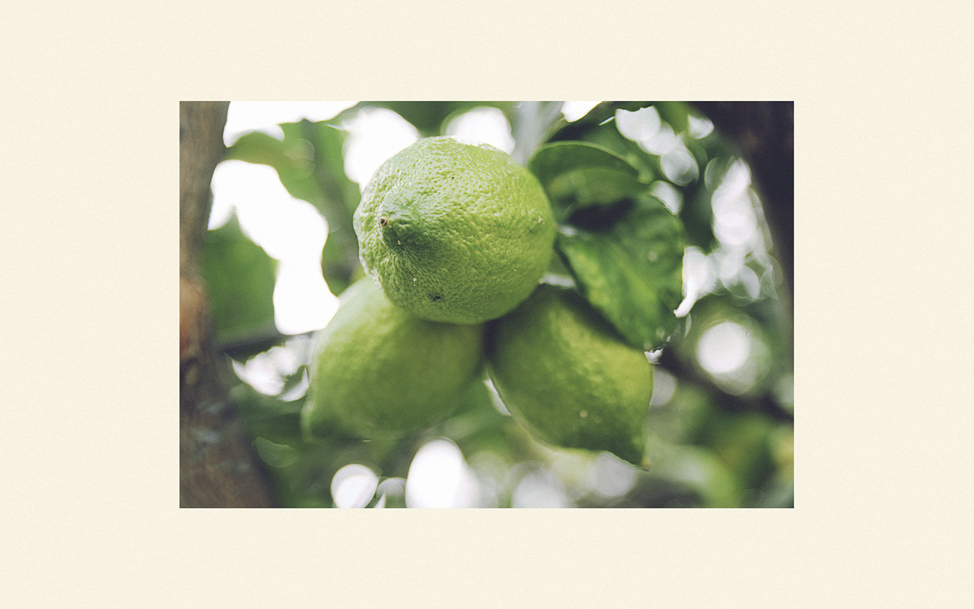 brand ILLUSTRATION  lime Mexican land pattern farm lemon Fruit friendly