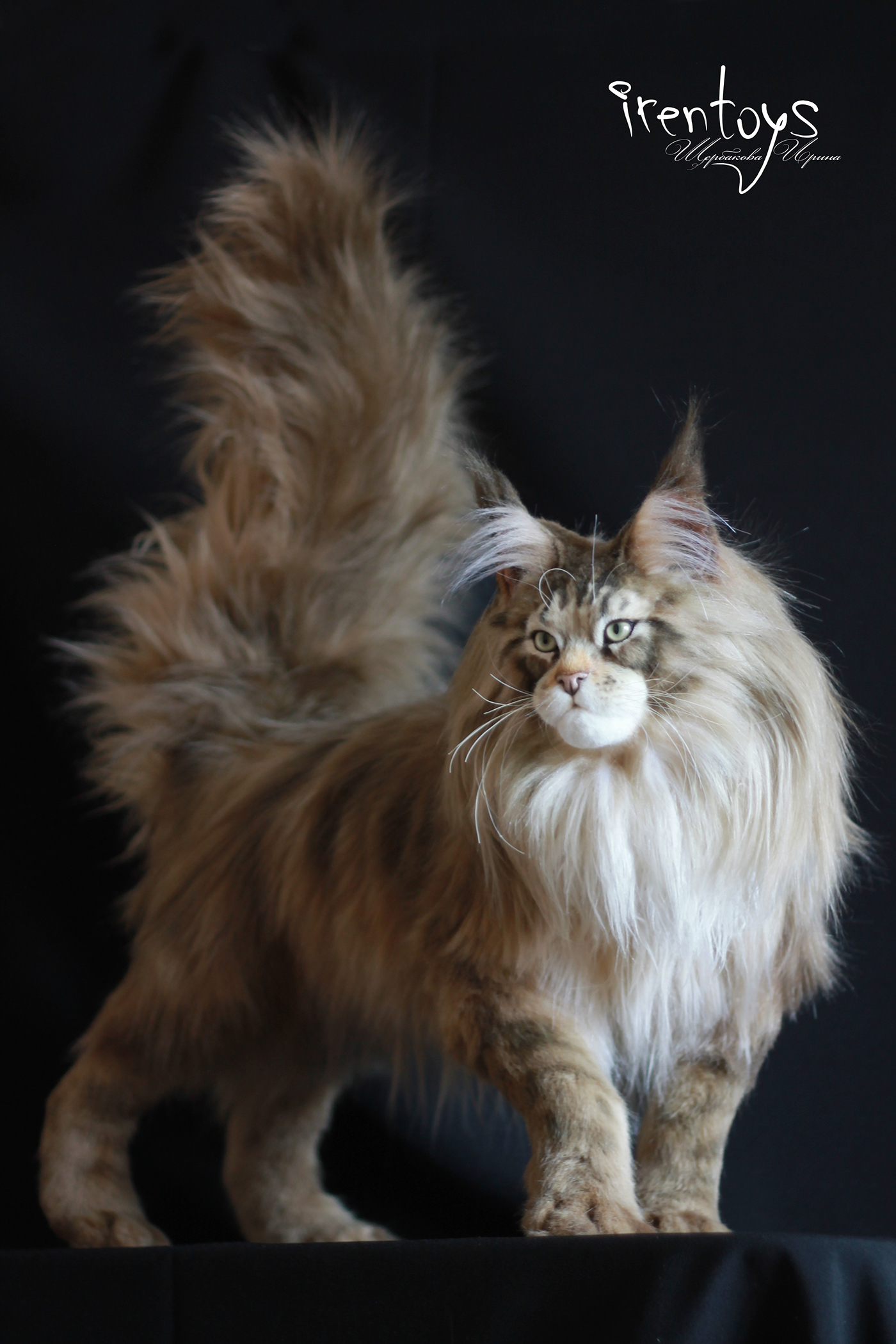 artisan craft Cat handmade Maine Coon realistic toy soft sculpture stuffed toy