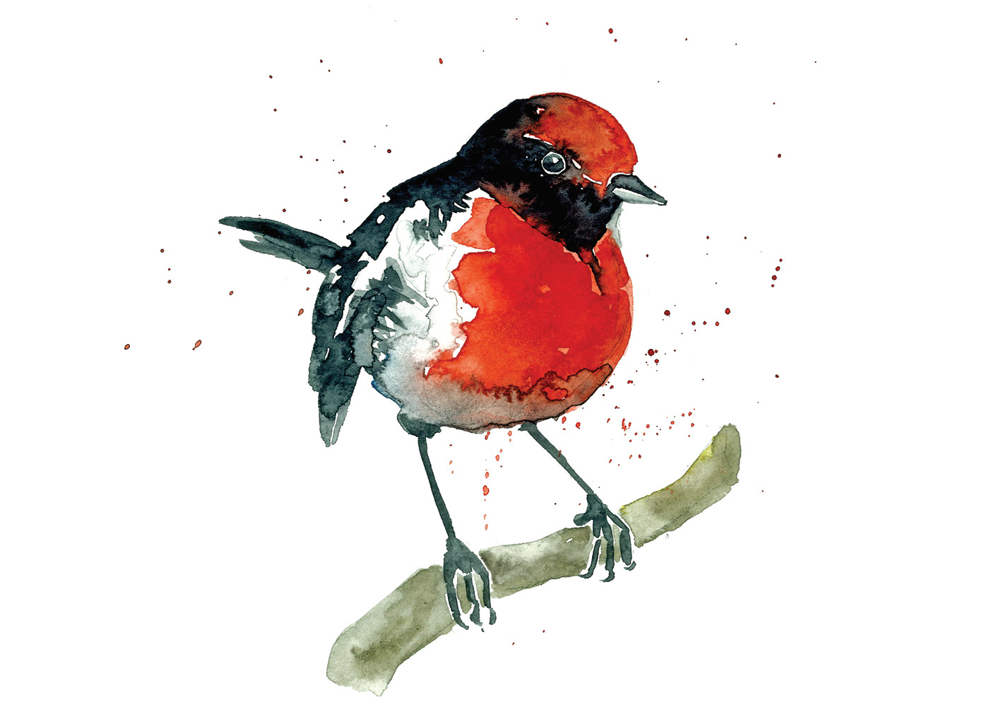 aquarelle artwork bird Drawing  ILLUSTRATION  painting   robin watercolor