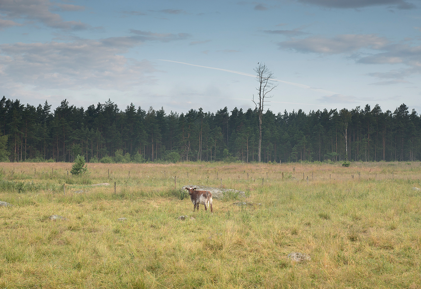 MORNING Landscape Sony adobe Sweden rural