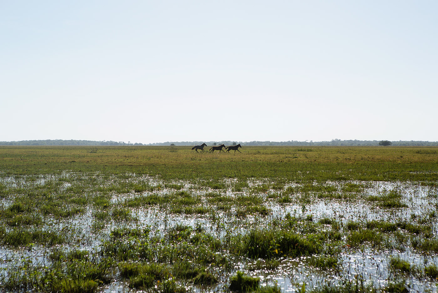 buffalos Cattle ranch river Island marajo Brazil Documentary  reportage storytelling  