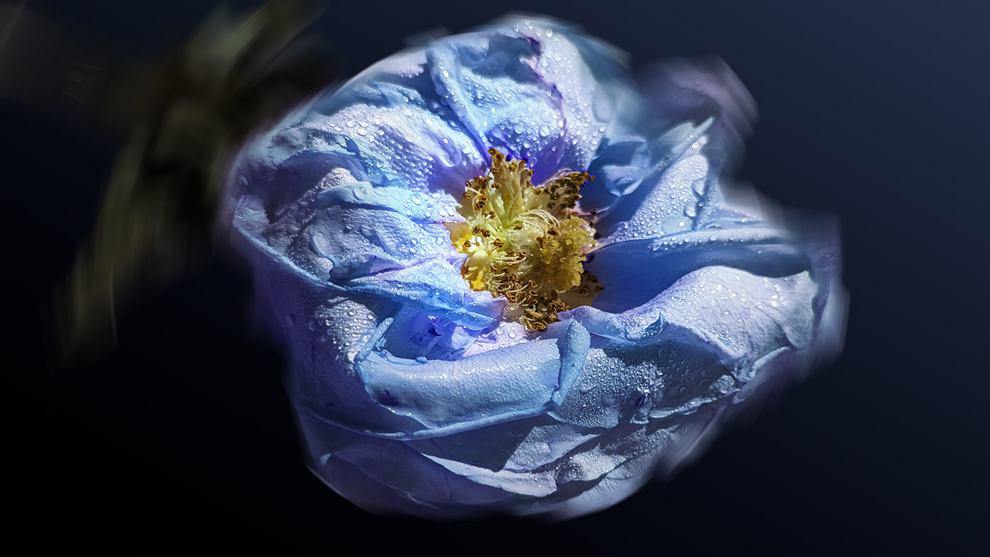 shelby hanlon Photography  photographer photoshop Adobe Portfolio blossom flower blue ice Macro Photography