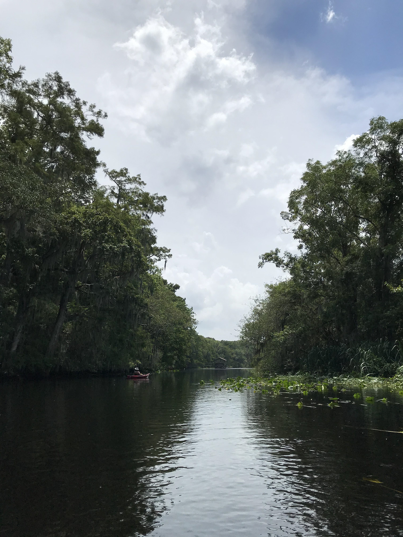 photo Landscape Nature river kayak florida Gainesville dogs art