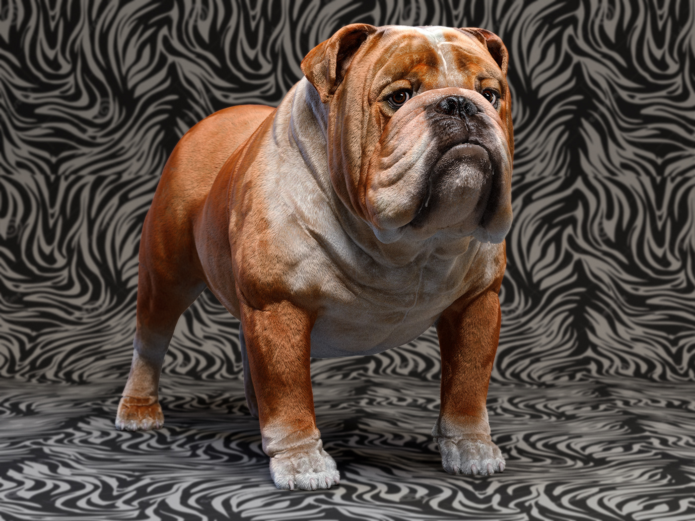 3D animal attitude bulldog Character cool design digitalart dog portrait